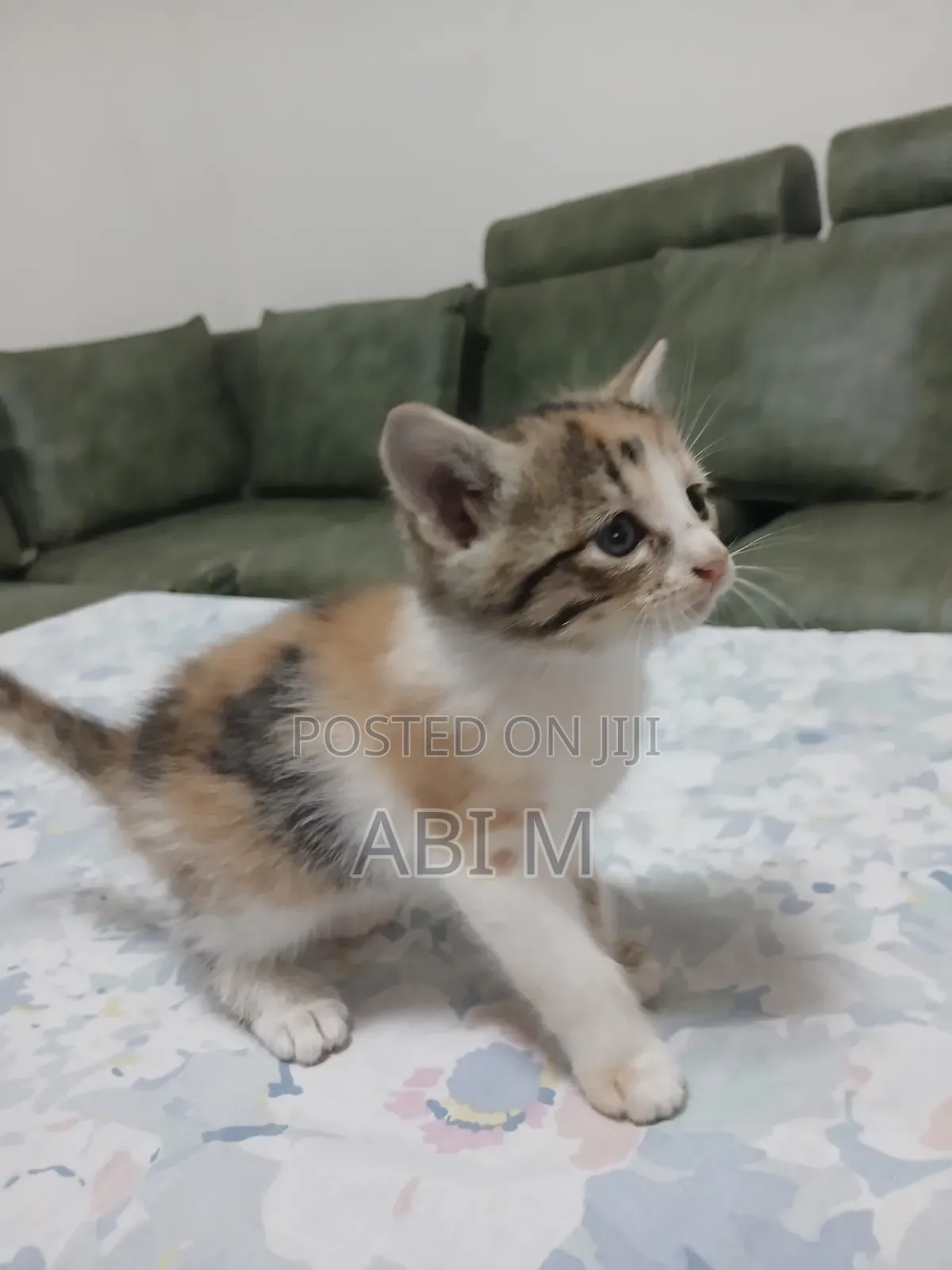 1-3 months Male Mixed Breed Abyssinian