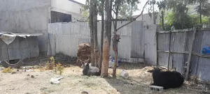 አስቸካይ የሚሸጥ መሬት