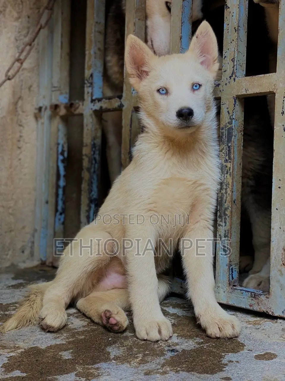 1-3 months Male Purebred Siberian Husky