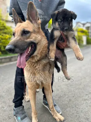 1-3 months Male Purebred German Shepherd