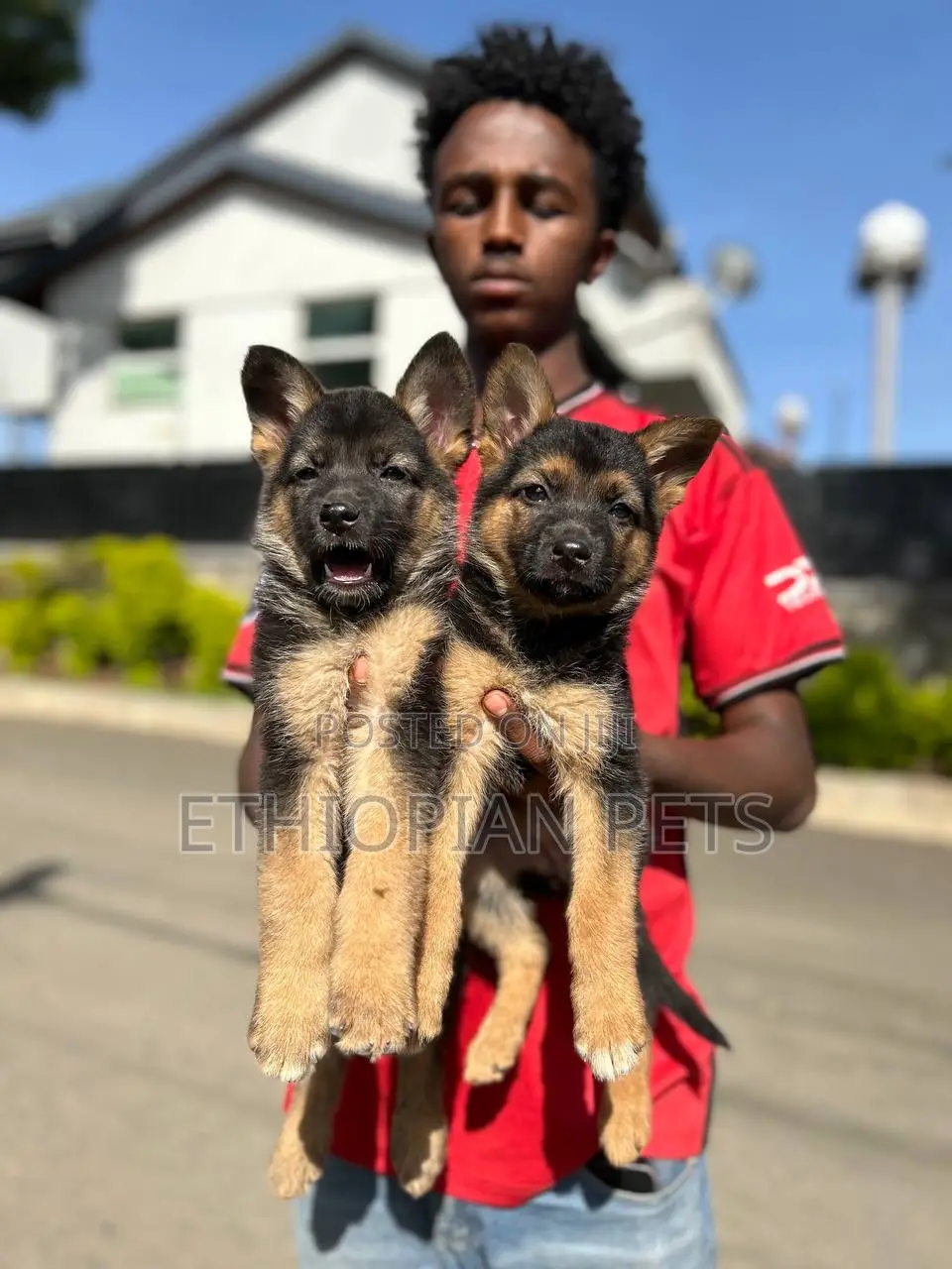 1-3 months Female Purebred German Shepherd