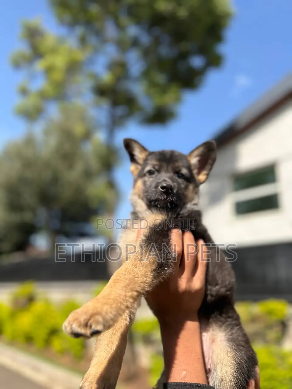 1-3 months Male Purebred German Shepherd