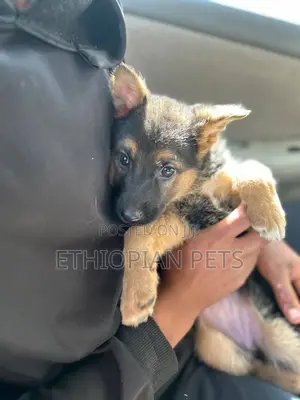 1-3 months Female Purebred German Shepherd