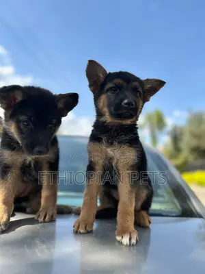 1-3 months Female Purebred German Shepherd