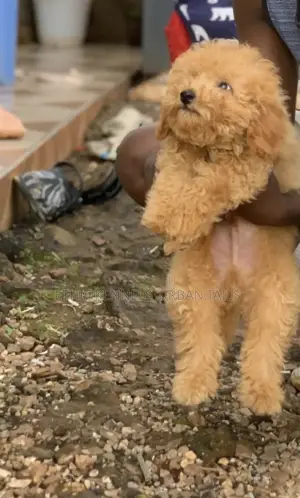 1-3 months Male Purebred Maltipoo