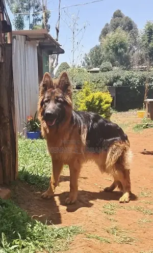 3-6 months Male Purebred German Shepherd