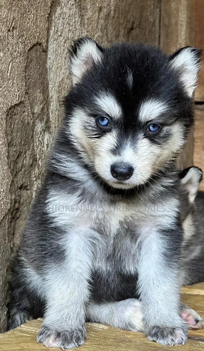 1-3 months Male Purebred Siberian Husky