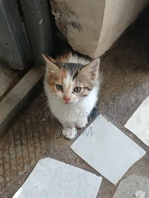 Photo - 1-3 months Male Mixed Breed Abyssinian