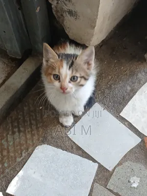1-3 months Male Mixed Breed Abyssinian