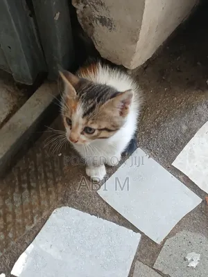 1-3 months Male Mixed Breed Abyssinian