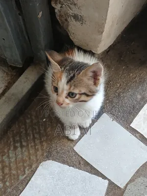 1-3 months Male Mixed Breed Abyssinian