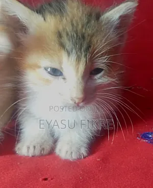 1-3 months Male Mixed Breed Abyssinian