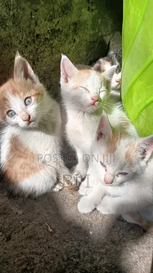 1-3 months Male Purebred Abyssinian