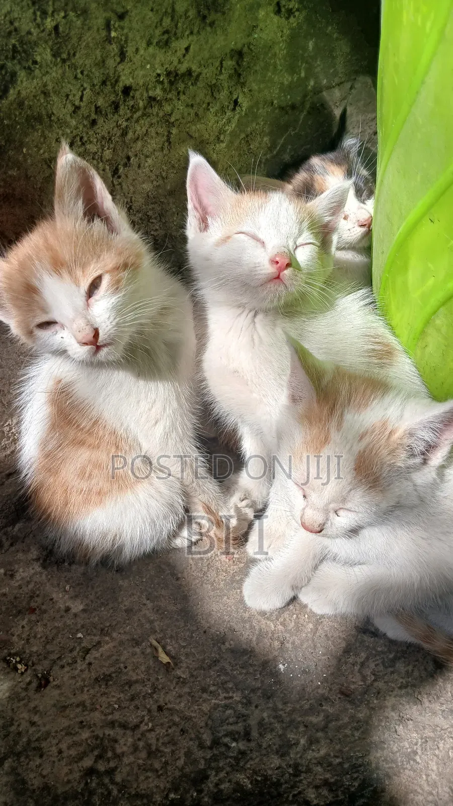 1-3 months Male Purebred Abyssinian