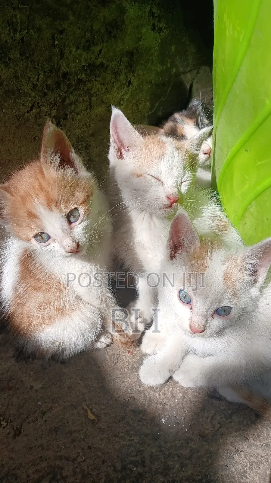 1-3 months Male Purebred Abyssinian