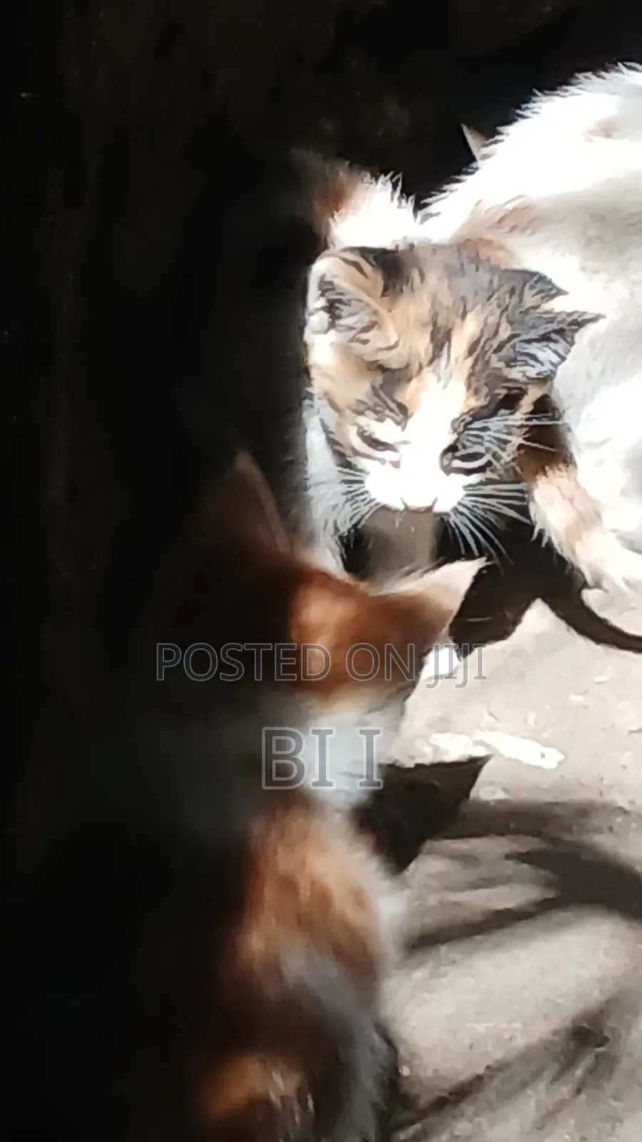 1-3 months Male Purebred Abyssinian