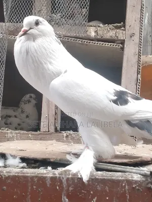 ሴት አድስ ደፈና ፖሜሪያን ፖተር