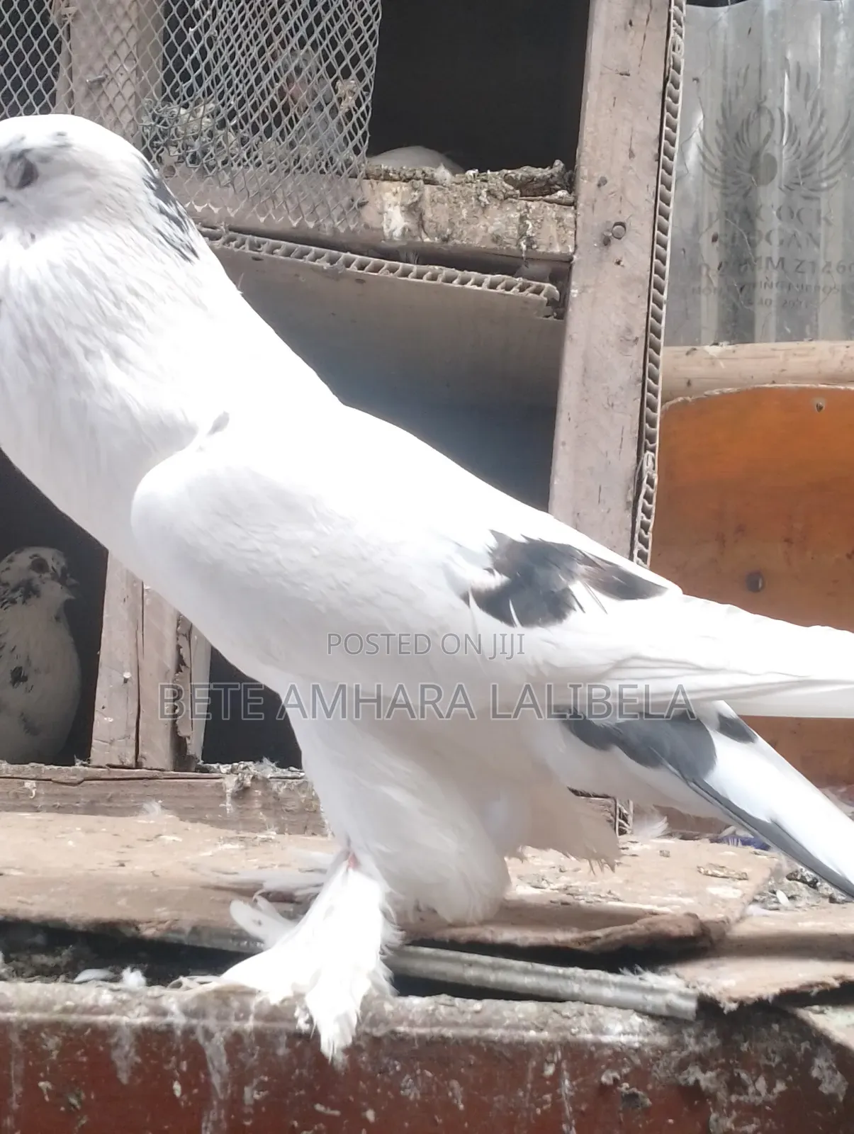 ሴት አድስ ደፈና ፖሜሪያን ፖተር