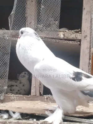 ሴት አድስ ደፈና ፖሜሪያን ፖተር