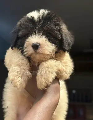1-3 months Male Mixed Breed Maltese
