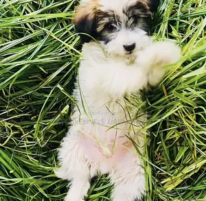 1-3 months Male Mixed Breed Maltese