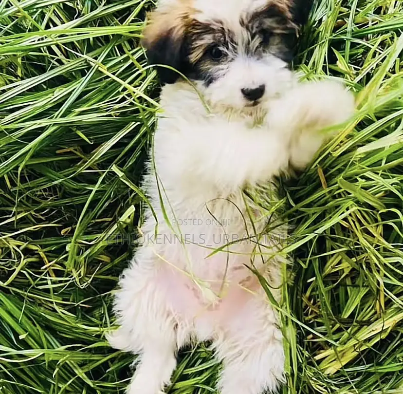 1-3 months Male Mixed Breed Maltese