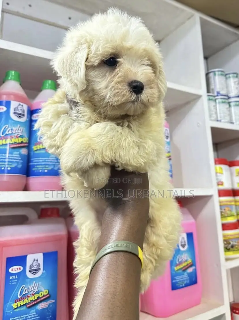 1-3 months Male Purebred Maltese