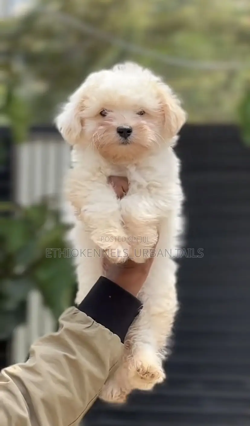 1-3 months Male Purebred Maltese