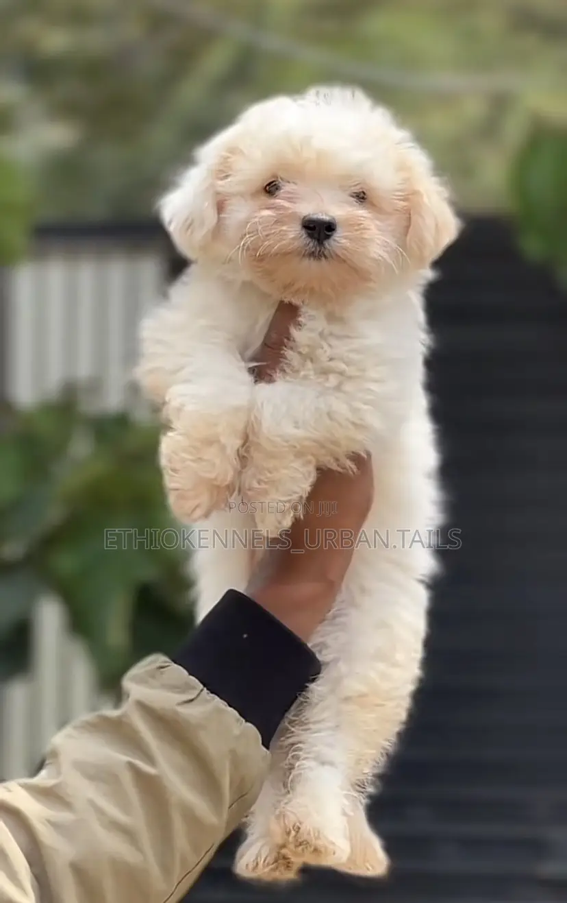 1-3 months Male Purebred Maltese