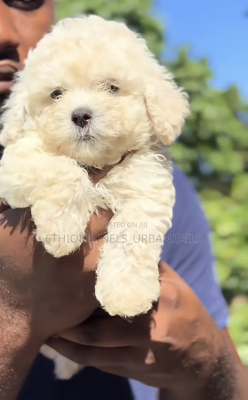 1-3 months Male Purebred Maltese