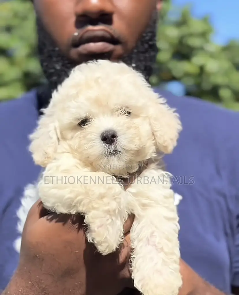 1-3 months Male Purebred Maltese