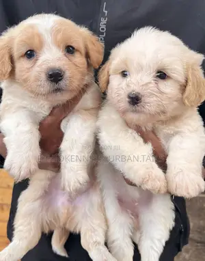 1-3 months Male Purebred Maltese