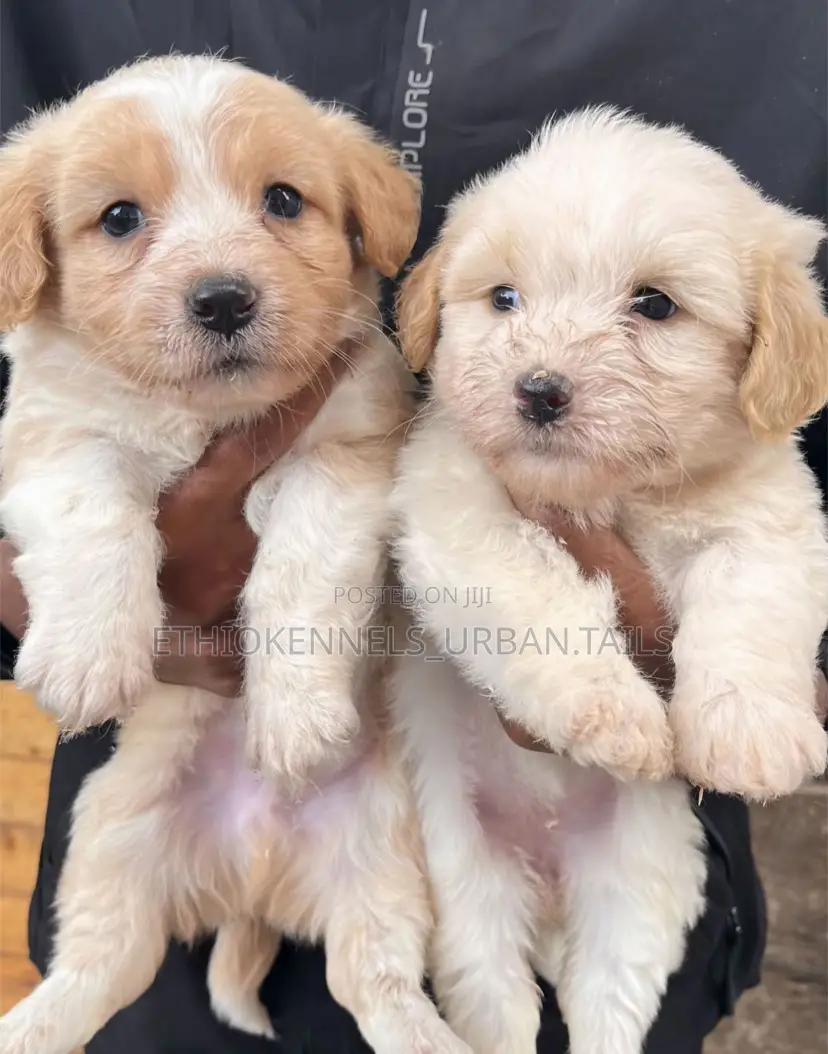 1-3 months Male Purebred Maltese