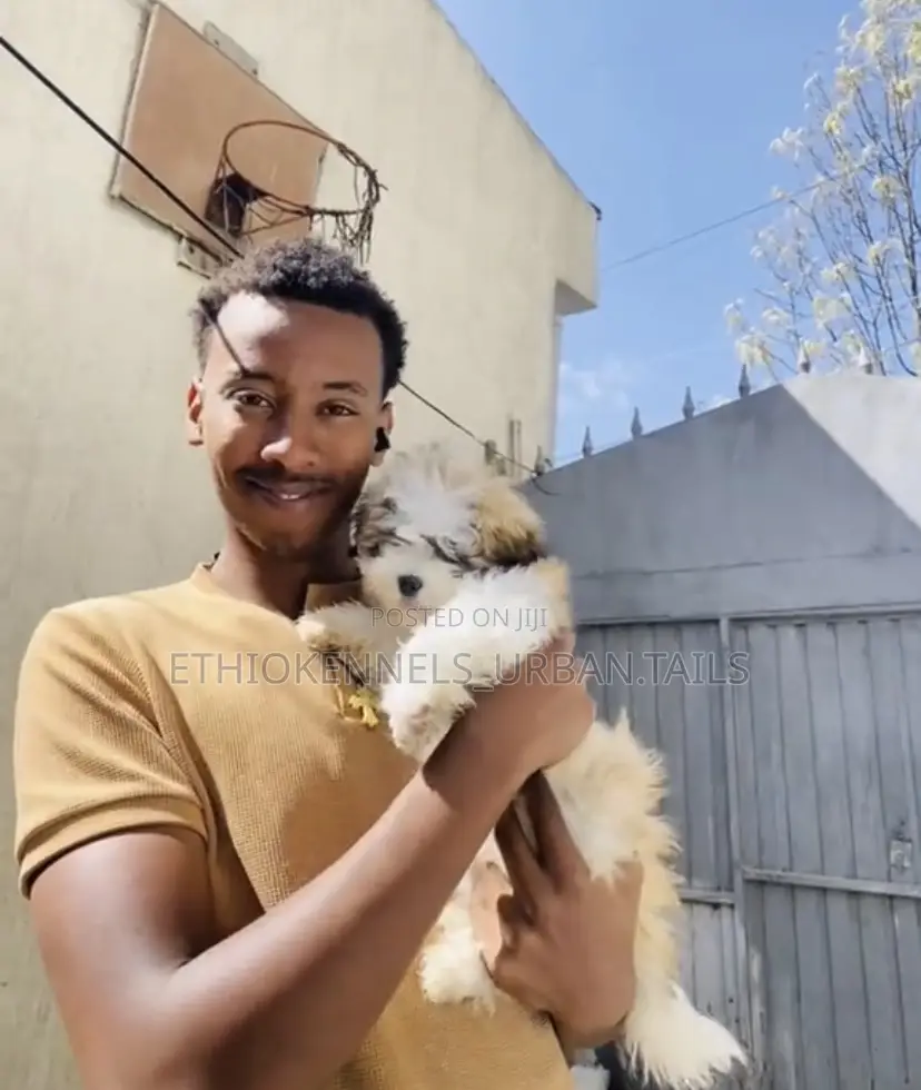 1-3 months Male Purebred Shih Tzu