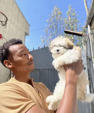 1-3 months Male Purebred Shih Tzu