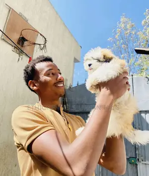 1-3 months Male Purebred Shih Tzu