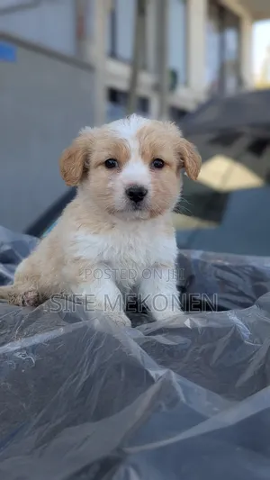 1-3 months Male Purebred Maltese