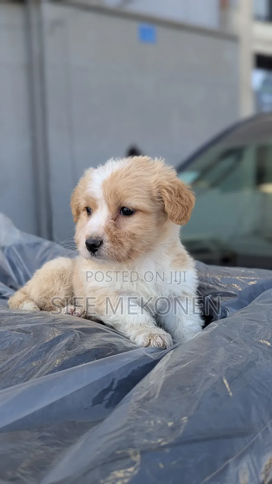 1-3 months Male Purebred Maltese
