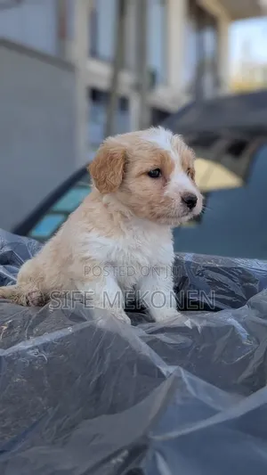 1-3 months Male Purebred Maltese