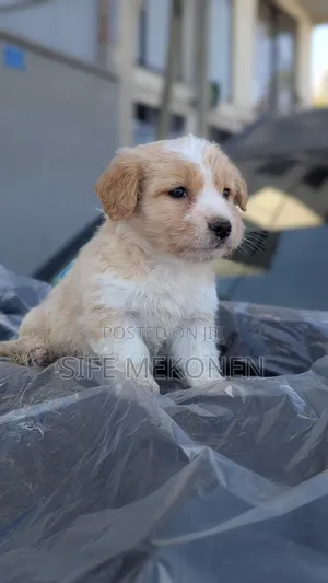 1-3 months Male Purebred Maltese