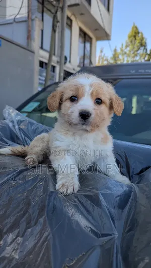 1-3 months Male Purebred Maltese