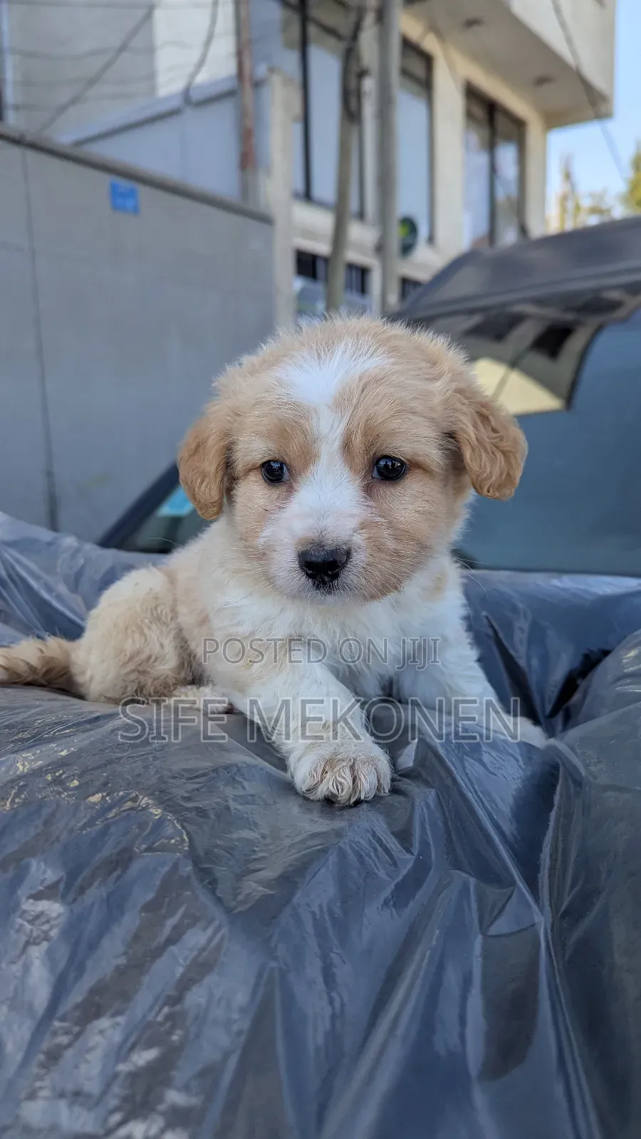 1-3 months Male Purebred Maltese