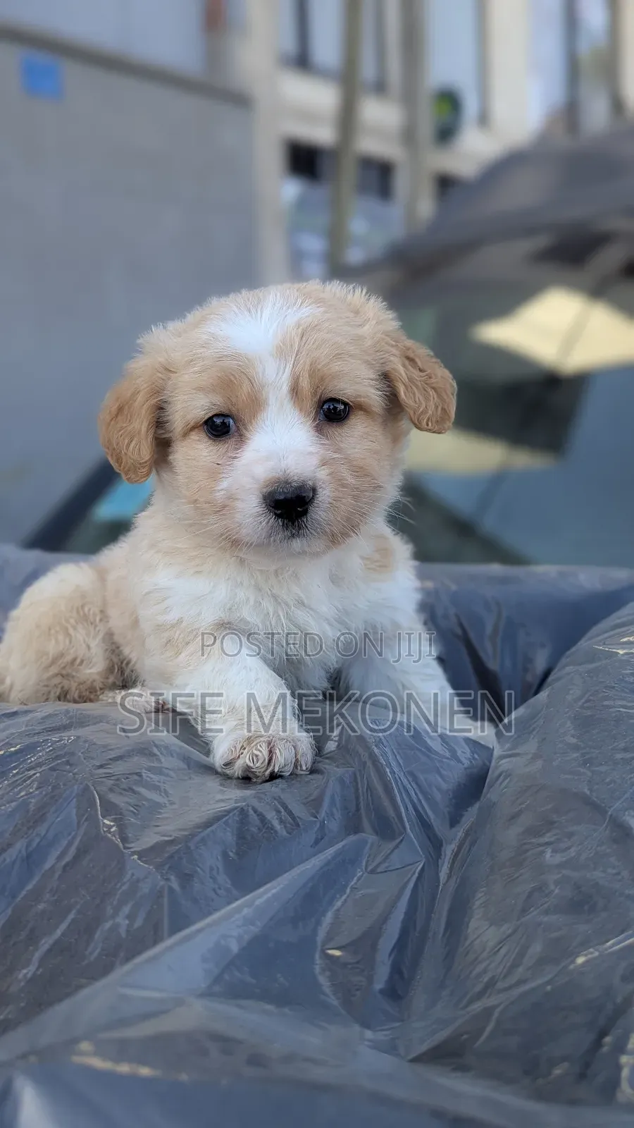 1-3 months Male Purebred Maltese