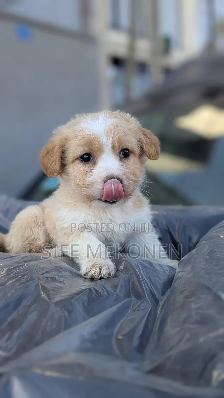 1-3 months Male Purebred Maltese