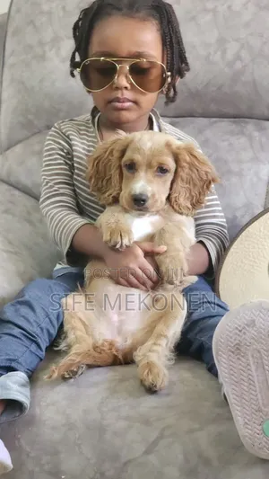 1-3 months Female Purebred Chinese Shar-Pei