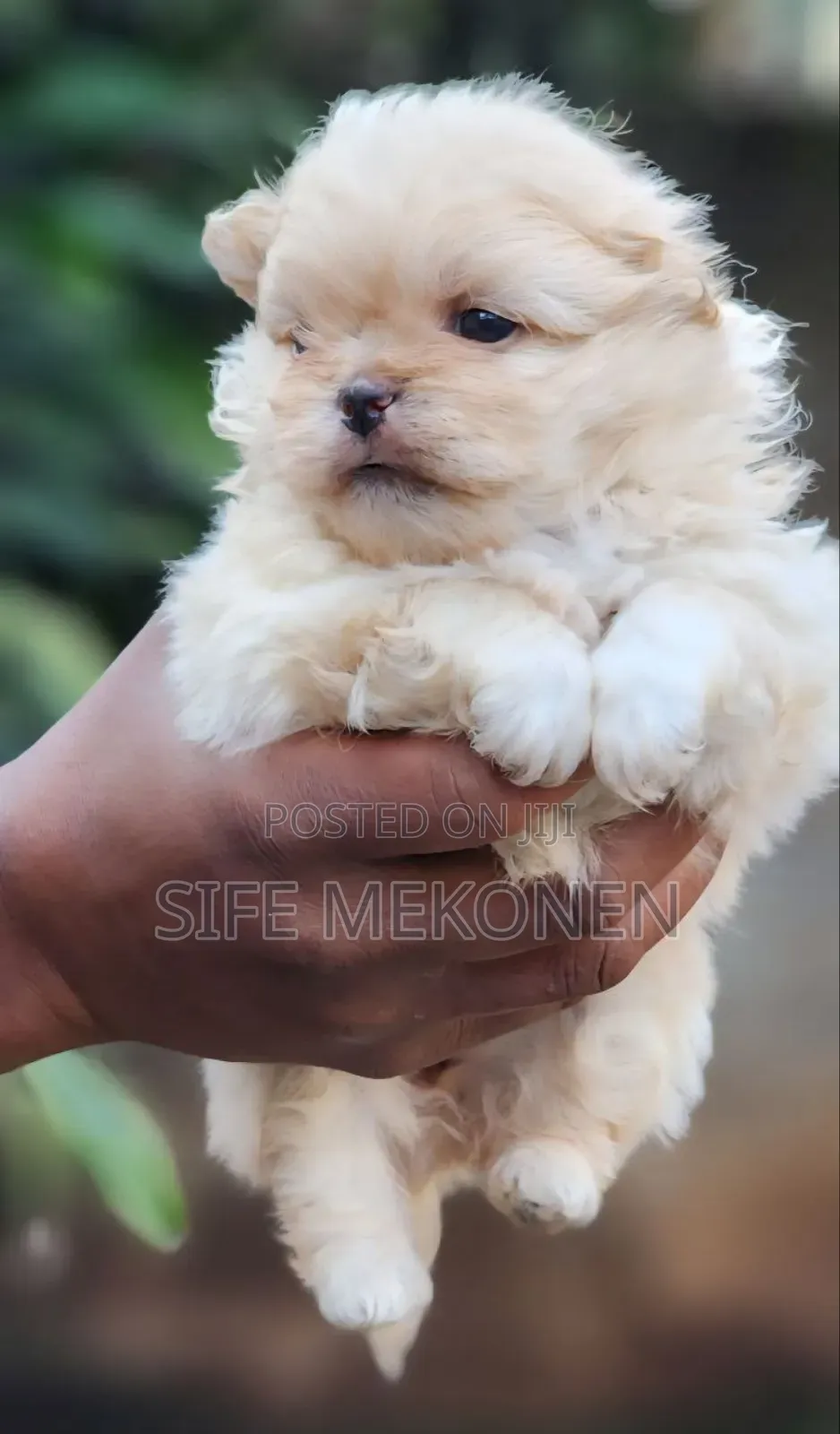 1-3 months Female Purebred Maltese