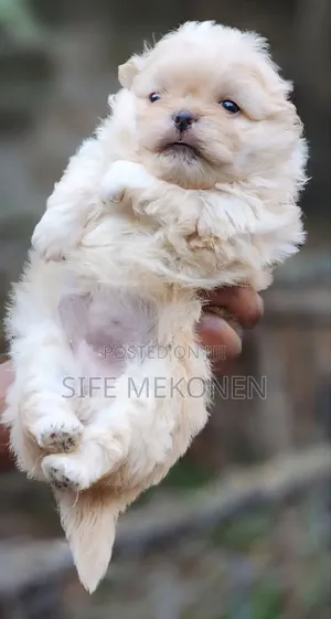 1-3 months Female Purebred Maltese