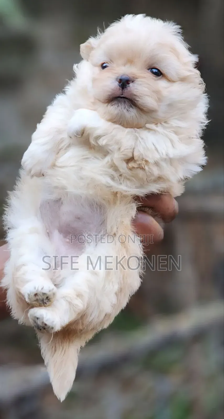 1-3 months Female Purebred Maltese