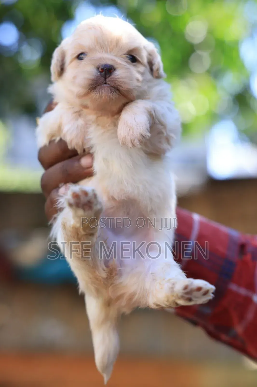 1-3 months Female Purebred Maltese