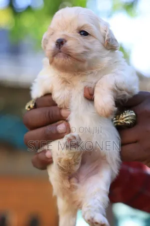 1-3 months Female Purebred Maltese